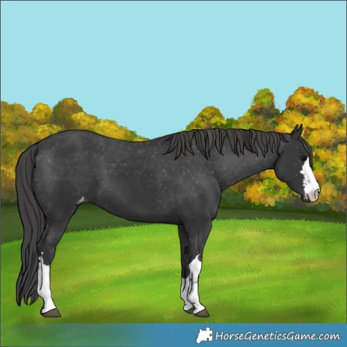 Horse Color:Black Varnish