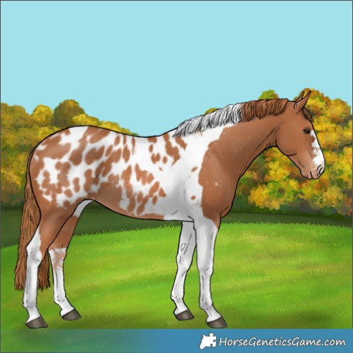 Horse Color:Chestnut Tobiano Near Leopard Rabicano 