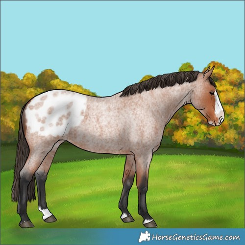 Horse Color:Bay Roan Splash Blanket