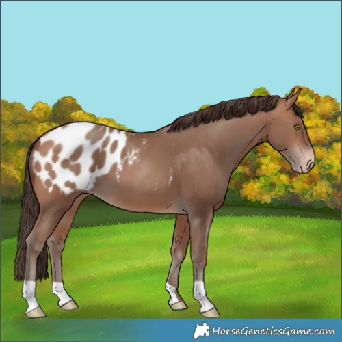 Horse Color:Sable Champagne Blanket