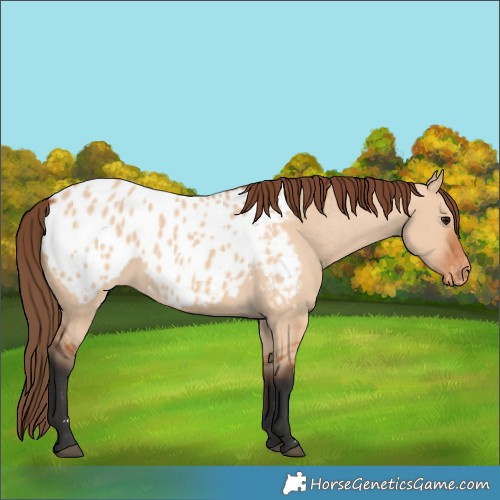 Horse Color:Bay Dun Blanket 