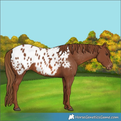 Horse Color:Chestnut Near Leopard 