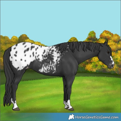 Horse Color:Black Blanket