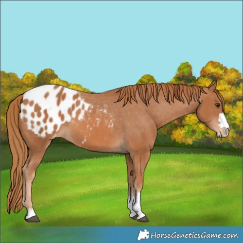 Horse Color:Chestnut Blanket