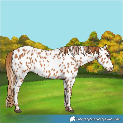 Horse Color:Chestnut Appaloosa 