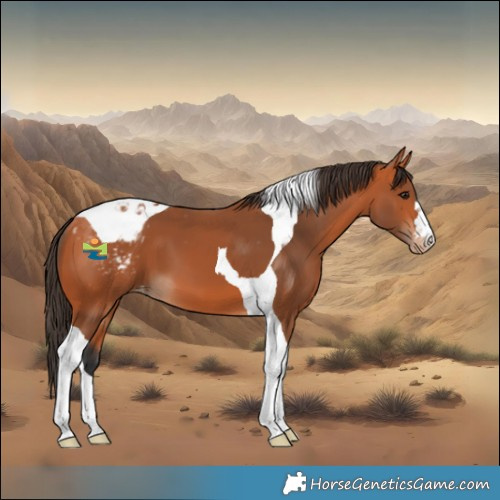 Horse Color:Bay Tobiano Appaloosa