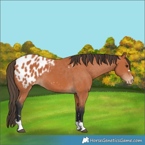 Horse Color:Bay Blanket 