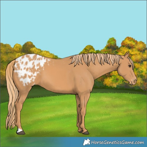 Horse Color:Chestnut Blanket