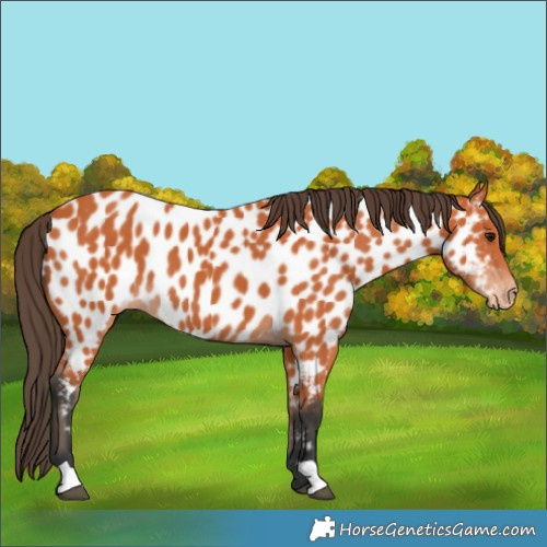 Horse Color:Bay Appaloosa 