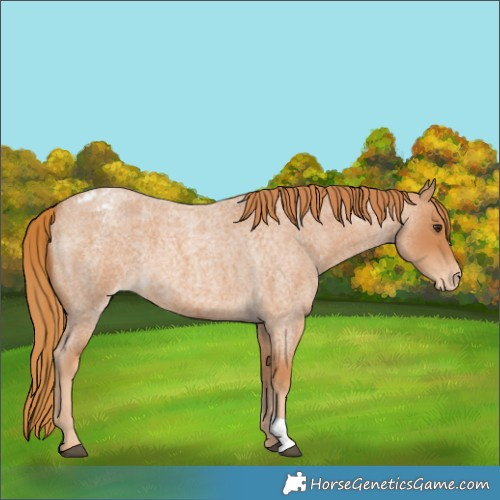 Horse Color:Red Roan Varnish 