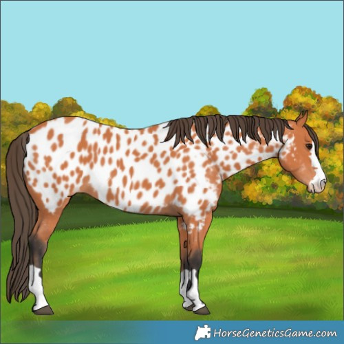 Horse Color:Bay Near Leopard 