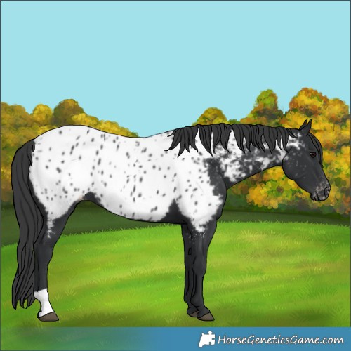 Horse Color:Black Near Leopard 