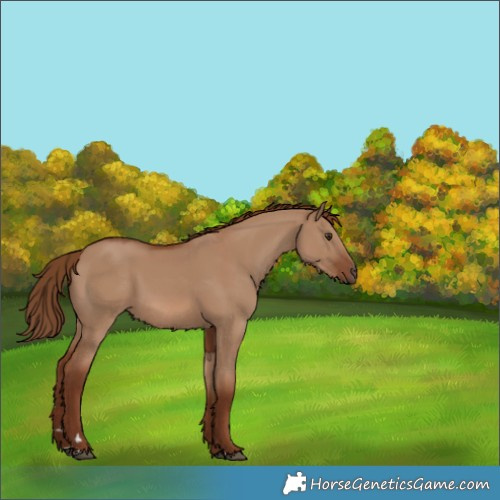 Horse Color:Red Dun