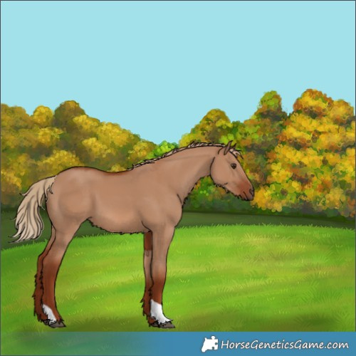 Horse Color:Red Dun