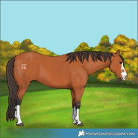 Horse Color:Bay 