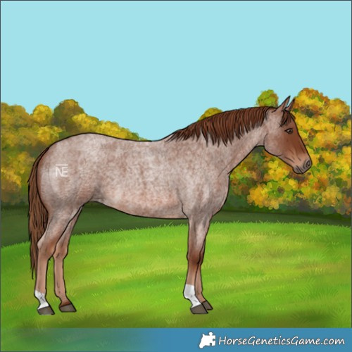 Horse Color:Red Roan