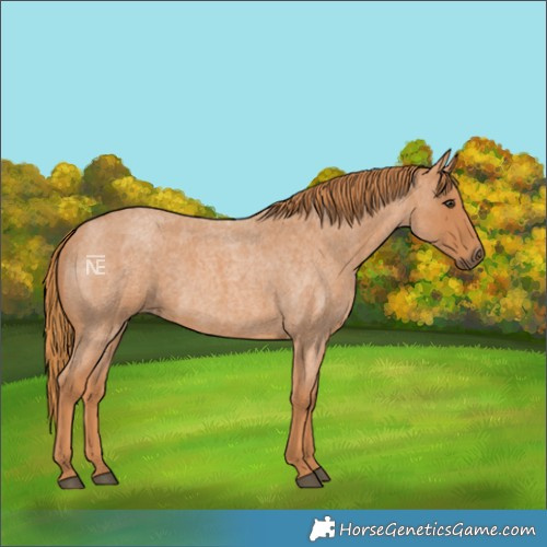 Horse Color:Red Roan 