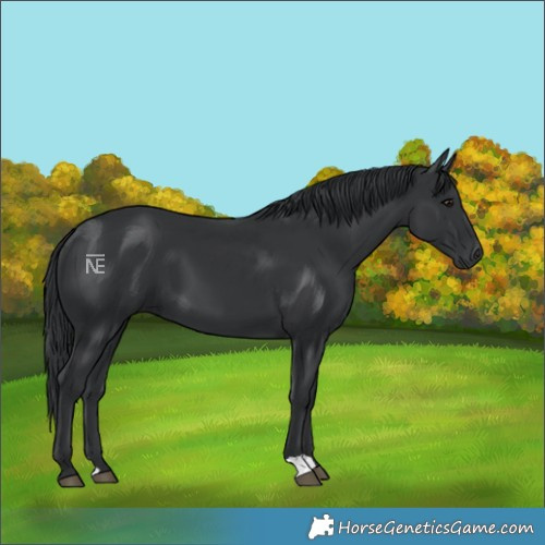 Horse Color:Black 