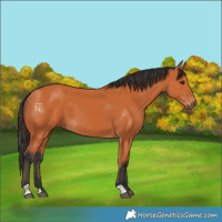Horse Color:Bay 