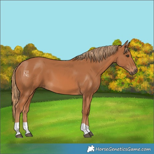 Horse Color:Chestnut 