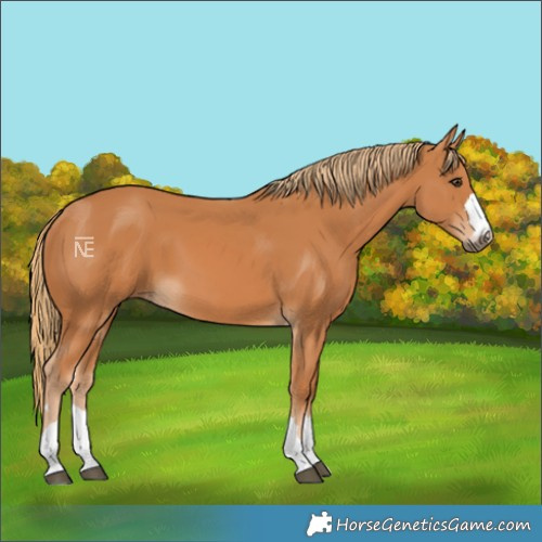 Horse Color:Chestnut 