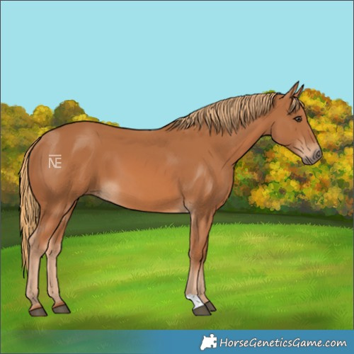 Horse Color:Chestnut 