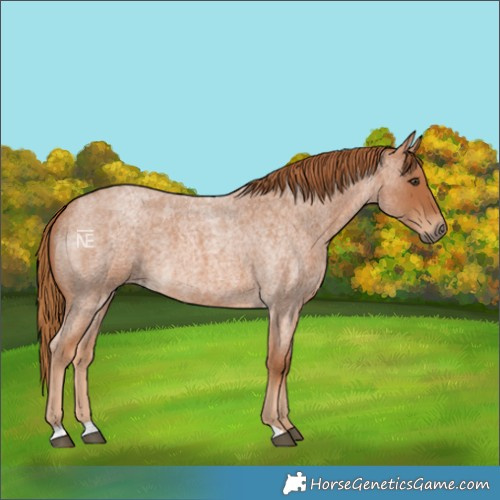 Horse Color:Red Roan
