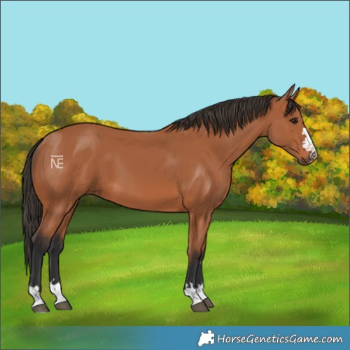 Horse Color:Bay 