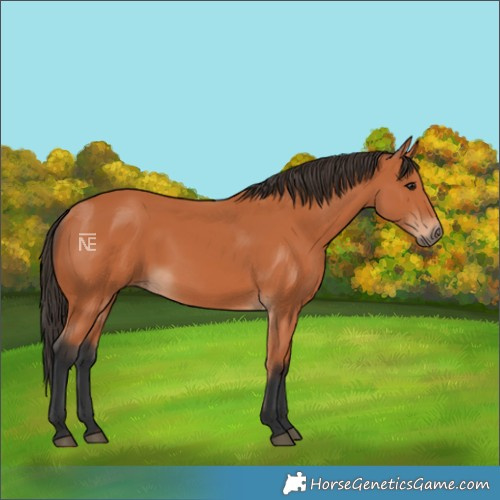 Horse Color:Bay 