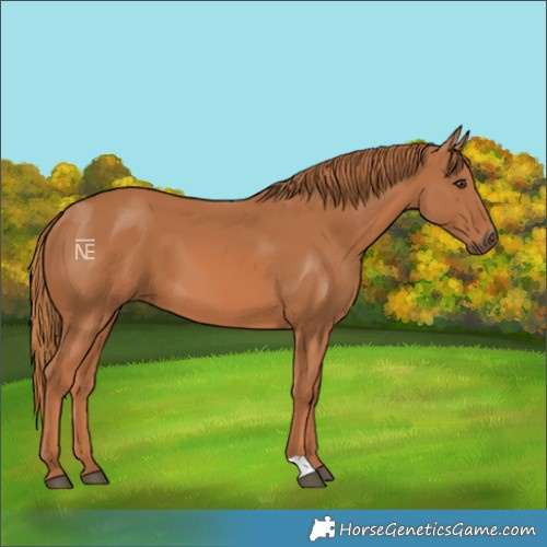 Horse Color:Chestnut 