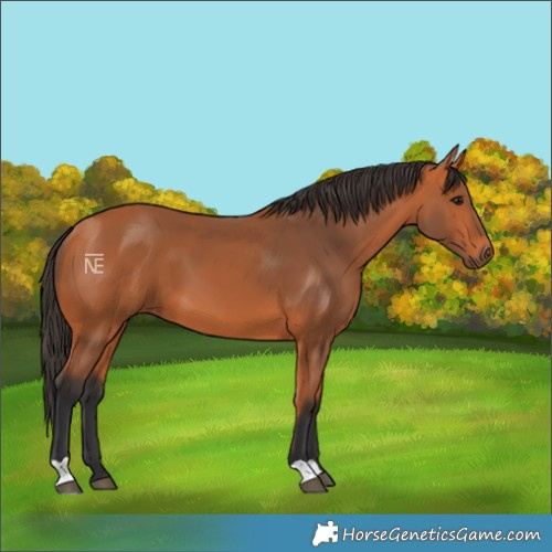 Horse Color:Bay 