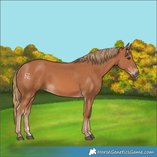 Horse Color:Chestnut 