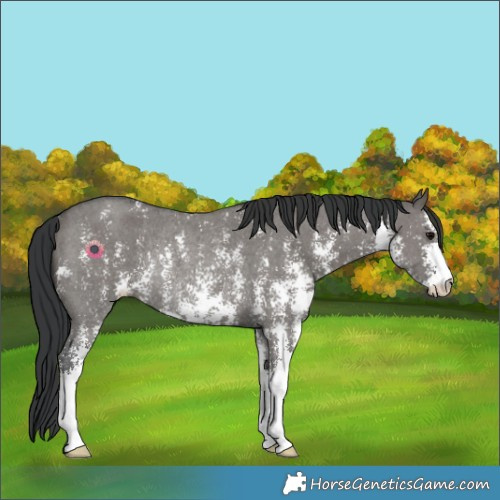 Horse Color:Grullo Sabino Rabicano 