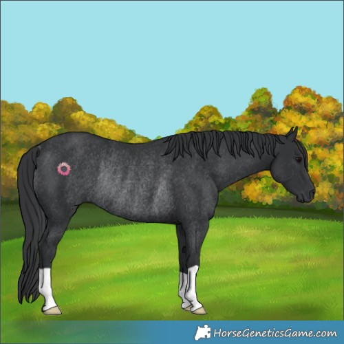 Horse Color:Black Rabicano
