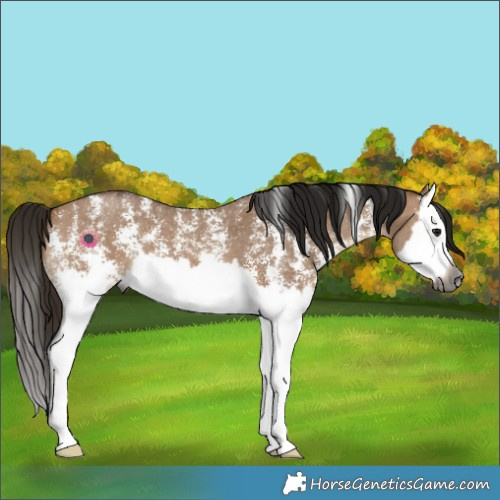 Horse Color:Gray Bay Dun Sabino Splash