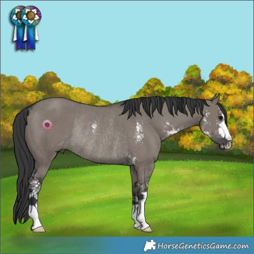 Horse Color:Grullo Sabino Rabicano 