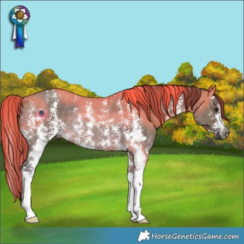Horse Color:Gray Brown Dun Sabino Rabicano