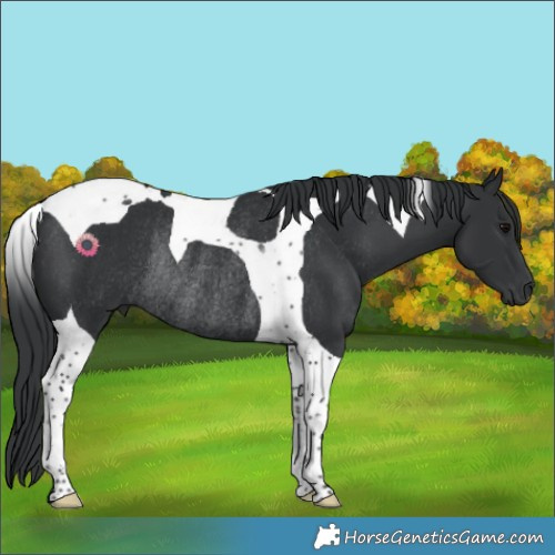 Horse Color:Black Tobiano Rabicano