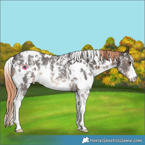 Horse Color:White Spotted Liver Chestnut Sabino Appaloosa Rabicano 