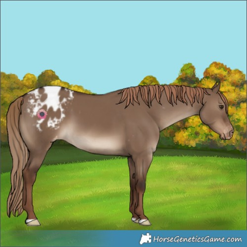 Horse Color:Liver Red Dun Appaloosa