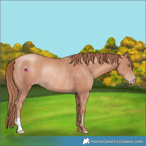 Horse Color:Gold Champagne Rabicano