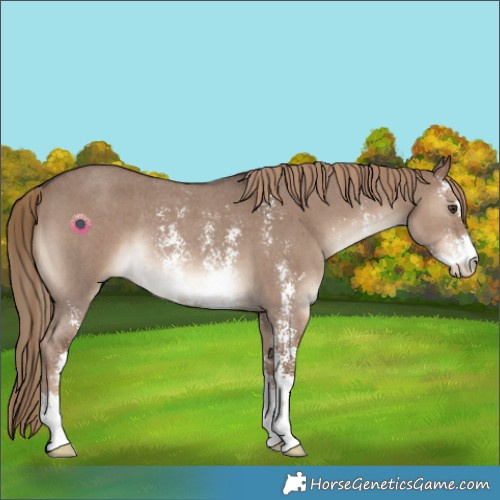 Horse Color:Liver Red Dun Sabino Rabicano 