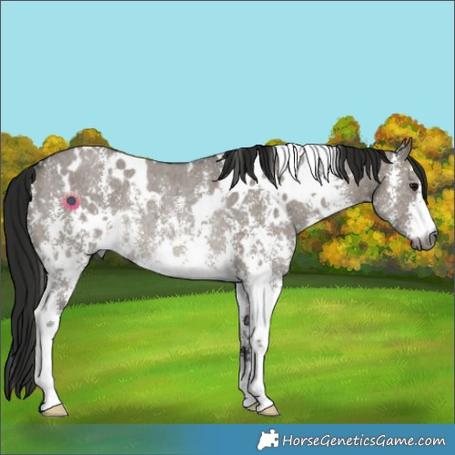 Horse Color:Gray White Spotted Grullo Sabino Rabicano 