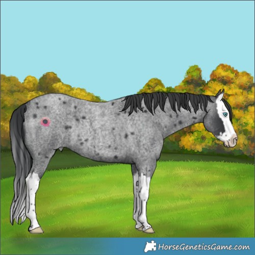 Horse Color:Blue Roan Splash Rabicano