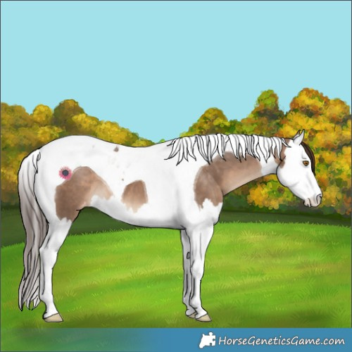 Horse Color:Brown Dun Splash Tobiano Varnish