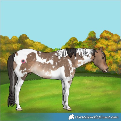 Horse Color:White Spotted Bay Dun Tobiano Rabicano 