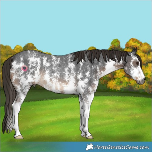 Horse Color:Gray Liver Chestnut Sabino Rabicano 