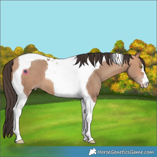 Horse Color:Amber Champagne Tobiano