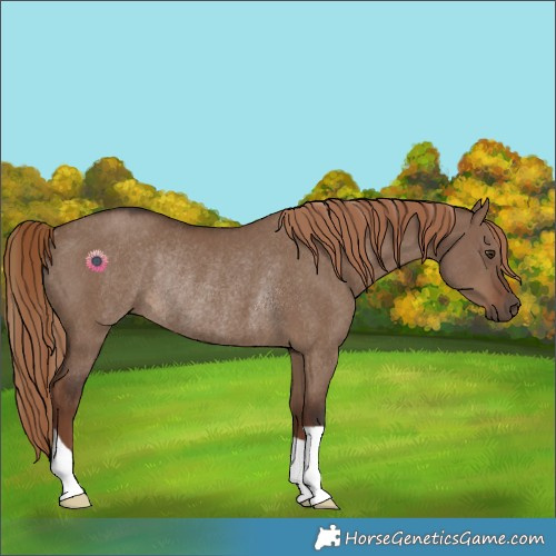 Horse Color:Liver Red Dun Rabicano