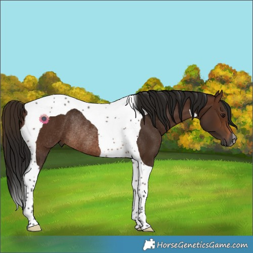 Horse Color:Gray Bay Tobiano Rabicano